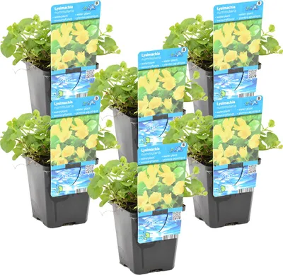 Produktbild von 6er Set - Lysimachia Nummularia - Münzkraut - Pfennigkraut - Teichpflanzen Winterhart - Wasserpflanzen - Zone 1-2 - Höhe 10-20 cm - Topf 9 cm