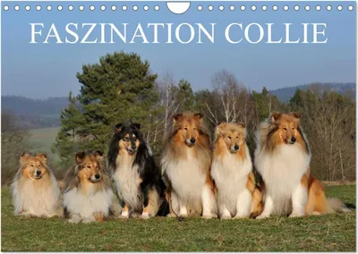 Produktbild von Faszination Collie 2026 (Wandkalender 2026 DIN A4 quer), CALVENDO Monatskalender