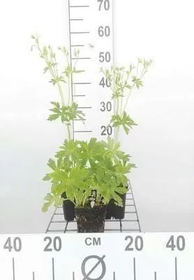Produktbild von 6 x Geranium macul. 'Album' - Storchenschnabel - Topf 9 x 9 cm