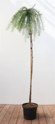Produktbild von Larix kaempferi 'Stiff Weeper', Japanische Lärche, hängend, 120 cm