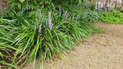 Zdjęcie produktu dla Liriope muscari 'Ingwersen' - 48 sztuk, wiecznie zielona roslina okrywowa