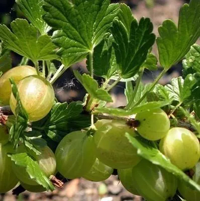 Produktbild von Ribes u.-c. 'Hinnonmaki Grön' - Stachelbeere Hinnonmäki Grün | 25 cm im topf