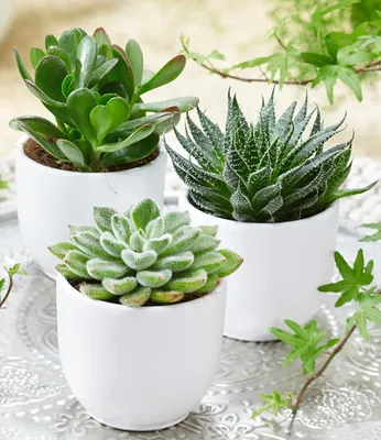Produktbild von BALDUR Garten 3er Sukkulenten-Mix, Pflanzen im 6 cm-Topf, exotische  Zimmerpflanzen, Grünpflanzen, mehrjährig - frostfrei halten, pflegeleicht & trockenheitstolerant, Wasserbedarf gering