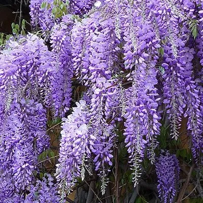 Obrázok produktu pre Blauregen  – Wisteria sinensis 'Prolific'  | 50–60 cm v kvetináči