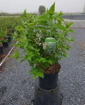 Produktbild von Deutzia magnifica - Maiblumenstrauch 60- 80 cm Container