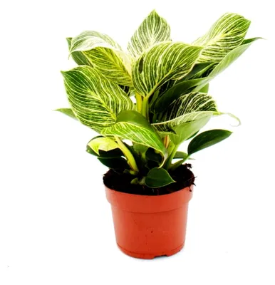 Produktbild von Philodendron White Wave - weiß-gestreifter Baumfreund - 12 cm Topf