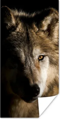 Produktbild von MuchoWow® Poster Polarwolf 20x40 cm - Plakat - Foto