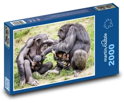 Produktbild von Puzzle 2000 Schimpansen, Familie in der Natur - martinpuzzle
