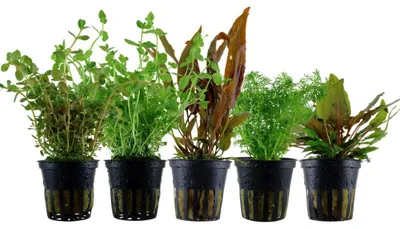 Produktbild von Pflanzen Set mit 5 Mittelgrund Topf Aquarium Wasserpflanzen AquaOne Nr.139