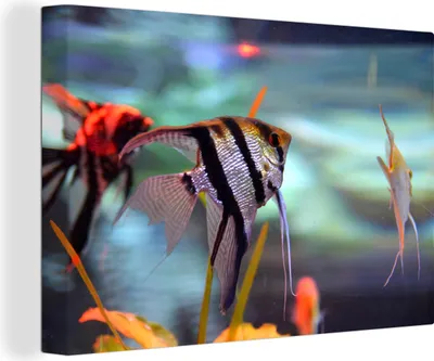 Obrázek produktu pro OneMillionCanvasses® - Obrazy na plátně - 140x90 cm, Akvárium - Ryby - Moonfish, Nástěnné umění tisk Nástěnná dekorace