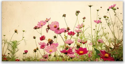 Produktbild von Glasbilder 120x60 Wandbild Druck auf Glas Blumen Pflanzen