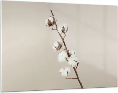 Produktbild von Bilder auf glas - Einteilig - Baumwolle Zweig Boho - 120x80cm - Glasbilder - Wandbilder - Bilder - zum Aufhängen bereit - Wanddekoration aus Glas - Glas Bilder - Wandbild auf Glas - GAA120x80-4730