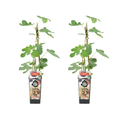 Produktbild von Bloomique - 2x Ficus Carica 'Brown Turkey' - Feigenbaum - Obstbäume - Gartenpflanzen - Winterhart - ⌀14 cm - Höhe 60-70 cm