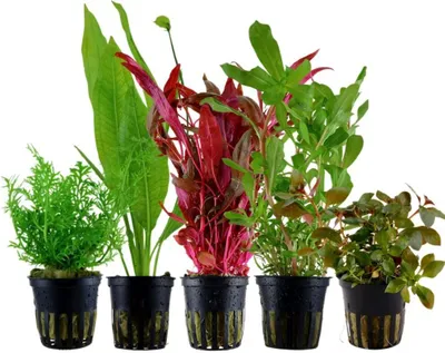 Produktbild von Pflanzen Set mit 5 Hintergrund Topf Aquarium Wasserpflanzen AquaOne Nr.142