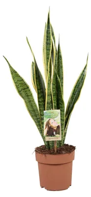 Zdjęcie produktu dla Sansevieria trifasciata Laurentii - 45-55cm - Ø17cm - Roślina doniczkowa - Zimozielony - Kaktusy i sukulenty