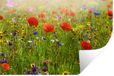 Produktbild von MuchoWow® - Selbstklebend - Fototapeten