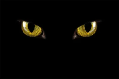 Produktbild von Wallario Poster - Gelbe Katzenaugen bei Nacht, Kunstdruck Größe: 61 x 91,50 cm