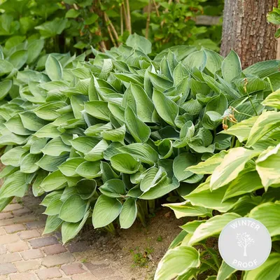 Produktbild von Hosta Sieboldiana Elegans, Funkie, Staude, 10-20 cm, Topf 9 cm