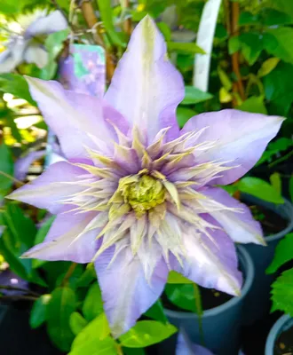 Produktbild von Waldrebe Clematis Hybride Multi Blue 40 - 60 cm Kletterpflanze blau