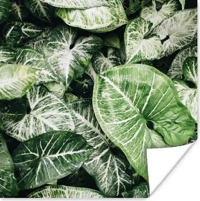 Produktbild von MuchoWow® Poster Blätter - Pflanzen - Natur 100x100 cm - Babyzimmer