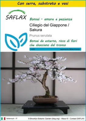Immagine prodotto di SAFLAX Insieme di coltivazione - Ciliegio del Giappone / Sakura - 30 semi - Prunus