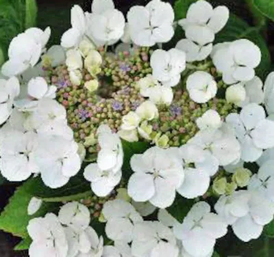Produktbild von Hydrangea macrophylla Benxi 20-30 cm / Topf 10,5  - Hortensien mit prächtigen Blüten - Tellerhortensie