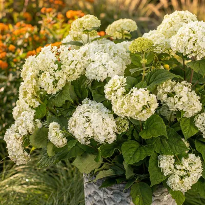 Immagine prodotto di Ortensia Hydrangea arborescens FlowerWOW, resistente al freddo, bianca, 3 piante, 14 cm, decorativa