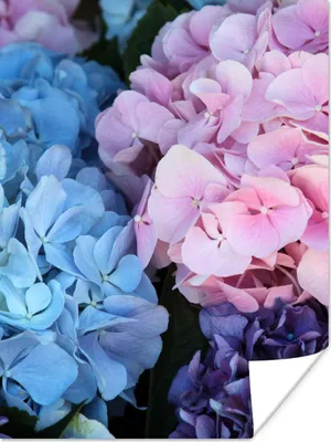 Produktbild von MuchoWow® Poster Blumen - Strauch - Hortensie - Botanisch 30x40 cm - Wandplakat - Poster Kinderzimmer