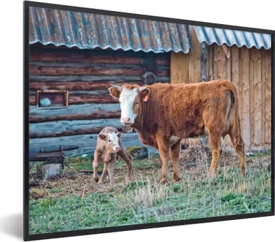 Produktbild von MuchoWow® MuchoWow® Gerahmtes Poster Kuh - Stall - Gras - Kalb 80x60 cm - Poster mit zchwarzem Bilderrahmen - Schwarzem - Mit Gestell