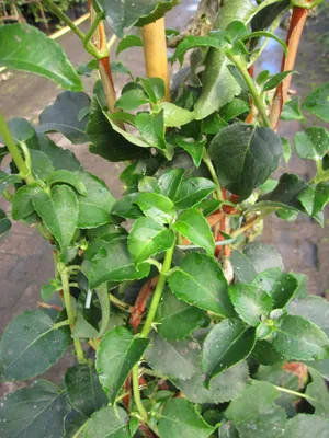 Produktbild von Kletterhortensie - Hydrangea petiolaris - 80-100cm