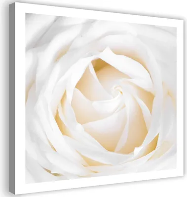 Produktbild von Leinwandbild weiße rosenblüte 30x30 cm Feeby rosa wandbild bereit zum aufhängen