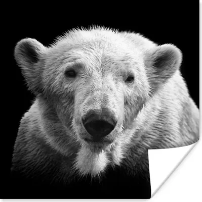 Produktbild von MuchoWow® Poster Eisbär - Tier - Schwarz 75x75 cm - Wand Dekoration