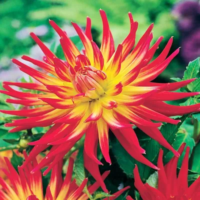 Obrázok produktu pre Kaktus Dahlia Bora Bora 1 kus Sadenice Dahlia Sadenice Dahlia Veľké hľuzy