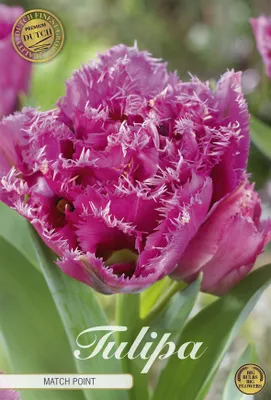 Artikelbild 2 von 'Tulpe Matchpoint (7 Stück)' aus der Kategorie Tulpenzwiebeln