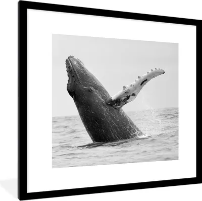 Produktbild von MuchoWow® MuchoWow® Gerahmtes Poster Buckelwal im Meer bei Costa Rica in schwarz-weiß 40x40 cm - Poster mit zchwarzem Bilderrahmen - Poster - Plakat im Rahmen