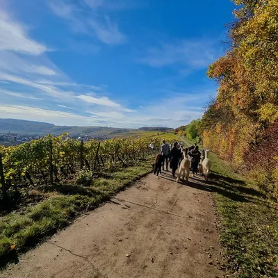 Produktbild von mydays Kurzurlaub für bis zu 5 Personen Dipbach (2 Nächte); Erlebnis verschenken oder selbst erleben; Gutschein für 5 Person(en)