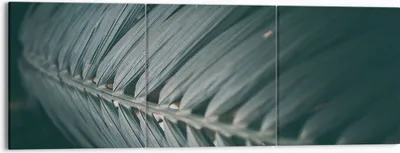 Produktbild von Bild auf Leinwand - Leinwandbild - 3 Teile - Blatt Palme exotisch - 150x50cm - Wand Bild - Wanddeko - Wandbilder - Leinwanddruck - Bilder - Wanddekoration - Leinwand bilder - Wandbild - CA150x50-4907