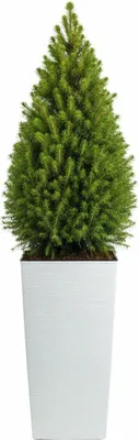 Immagine prodotto di HowHomely | Vaso da fiori - bianco - L40xH75 cm - Vaso per piante - Copri-vaso - Struttura scanalata