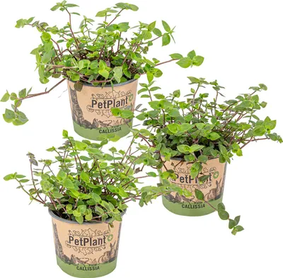 Produktbild von Bloomique - 3er-Set - Callisia Repens - Schildkrötenpflanze - Geeignet als Tierfutter - Zimmerpflanzen - Tierfreundlich - 10-20 cm Hoch - Topf 12 cm