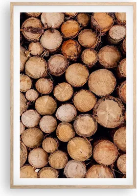 Produktbild von Gerahmtes Poster - Rahmen in heller Eiche - Holz Baumstämme Stämme - 61x91,5 cm - Wand Bild - Wanddeko - Wandbilder - Kunstposter - Wandposter - Bilderrahmen - Bilder - Kunstdruck - P2NPA61x91-4864