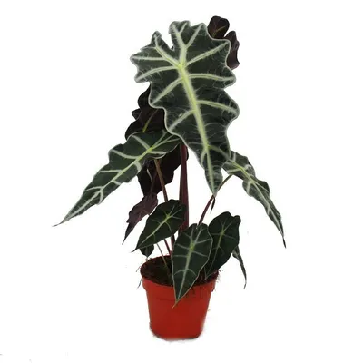 Zdjęcie produktu dla Arrowleaf - Alocasia sanderiana - Korzen tropikalny - Alocasia