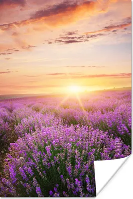 Produktbild von MuchoWow® Poster Lavendel - Sonne - Blumen 40x60 cm - Plakate für die Wand - Poster Babyzimmer