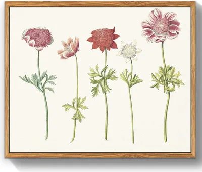 Obrázok produktu pre MHARTK66 Vintage botanické obrazy na plátne s dreveným rámom 30x40 cm - estetické kvety ilustrácie nástenné dekorácie