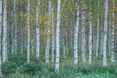 Image de 100 graines de Bouleau des sables (Betula pendula) - Arbre indigène - rustique - Jardin & Forêt