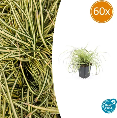 Image de Plante ornementale - Carex doré - Carex oshimensis 'Evergold' - Pot de 9 cm - Lot de 60 plantes