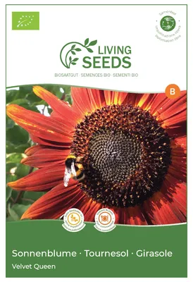 Produktbild von Sonnenblume Velvet Queen 4.85g Saatgut von Living Seeds