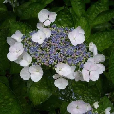 Obrázek produktu pro Hortenzie  - Hydrangea 'Teller White'  | 40-60 cm v kontejneru
