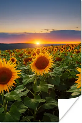 Produktbild von MuchoWow® Poster Blumen - Nacht - Sonnenuntergang - Sonnenblume - Horizont 40x60 cm - Plakate für die Wand - Poster Babyzimmer
