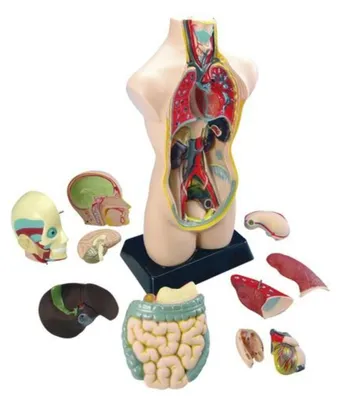 Produktbild von Eduplay Torso Lernspielzeug groß - Biologie entdecken