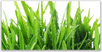Produktbild von Küchenrückwand aus Glas 120x60cm Spritzschutz Grase Pflanzen